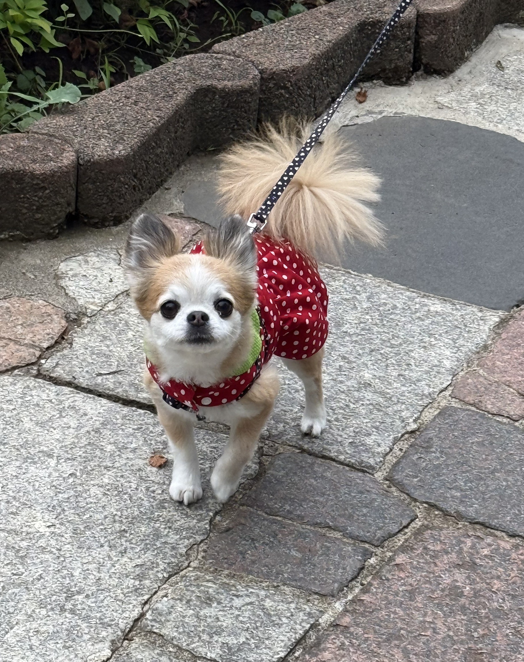 ももた（白壁ももた）