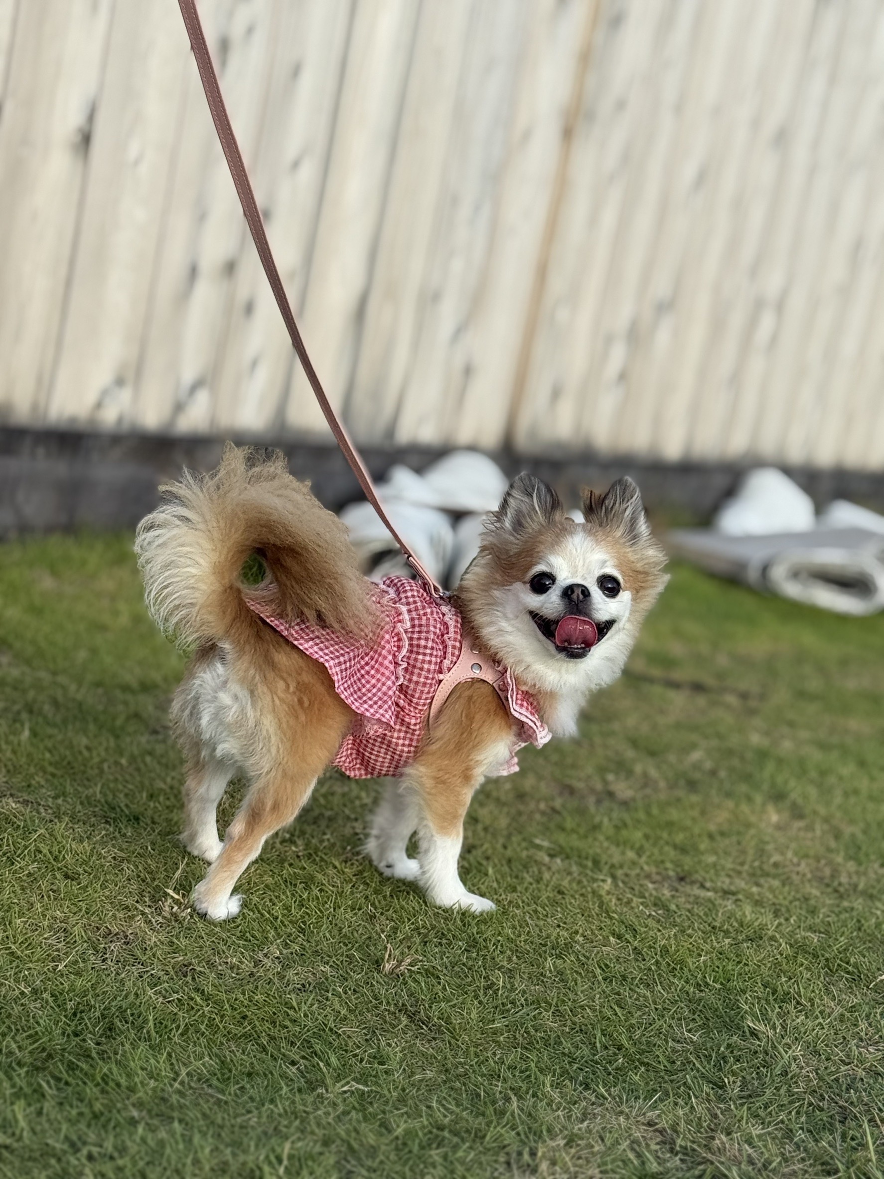 ももた（白壁ももた）